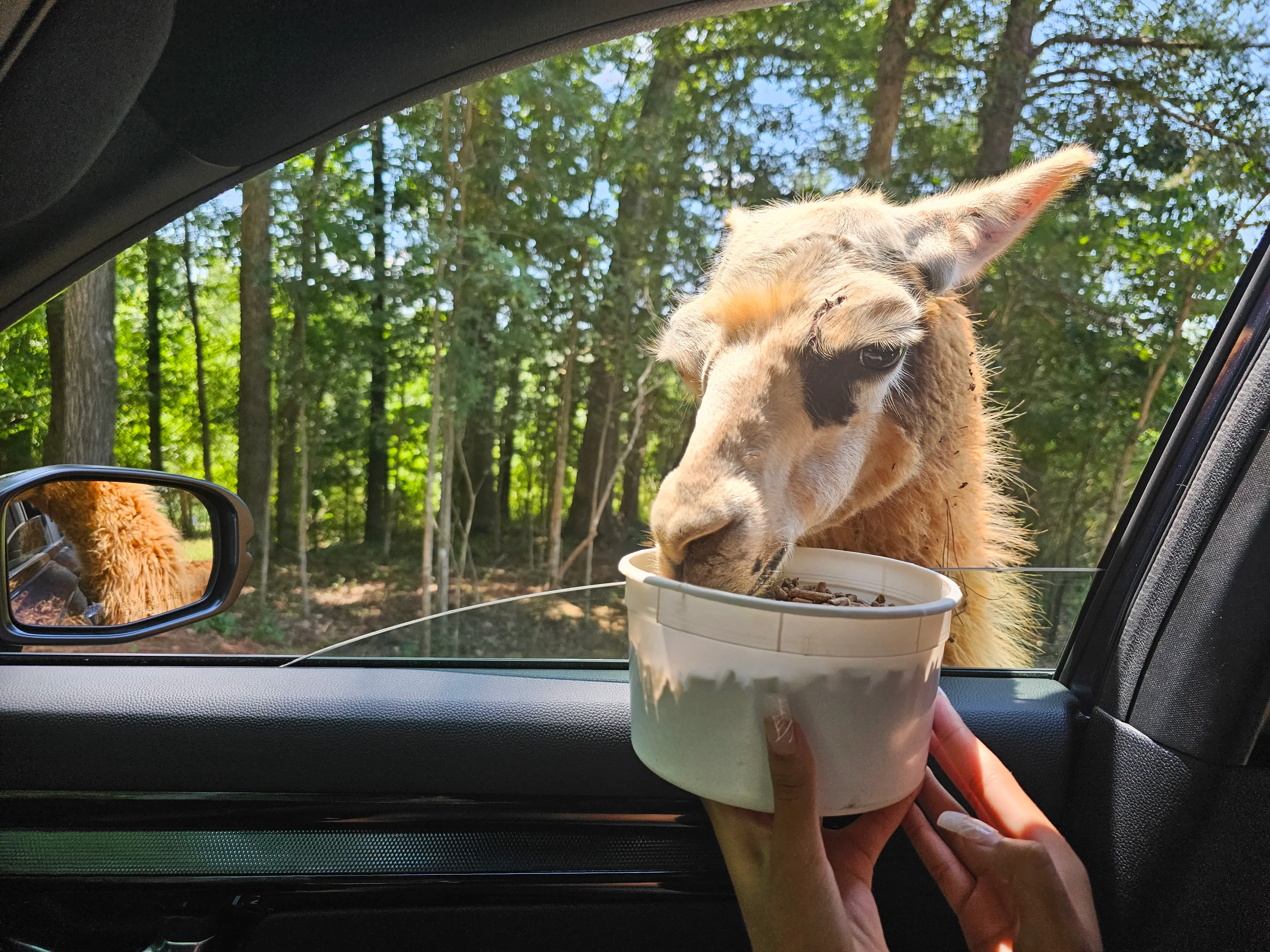 Atlanta Safari Park Llama Feeding from Car