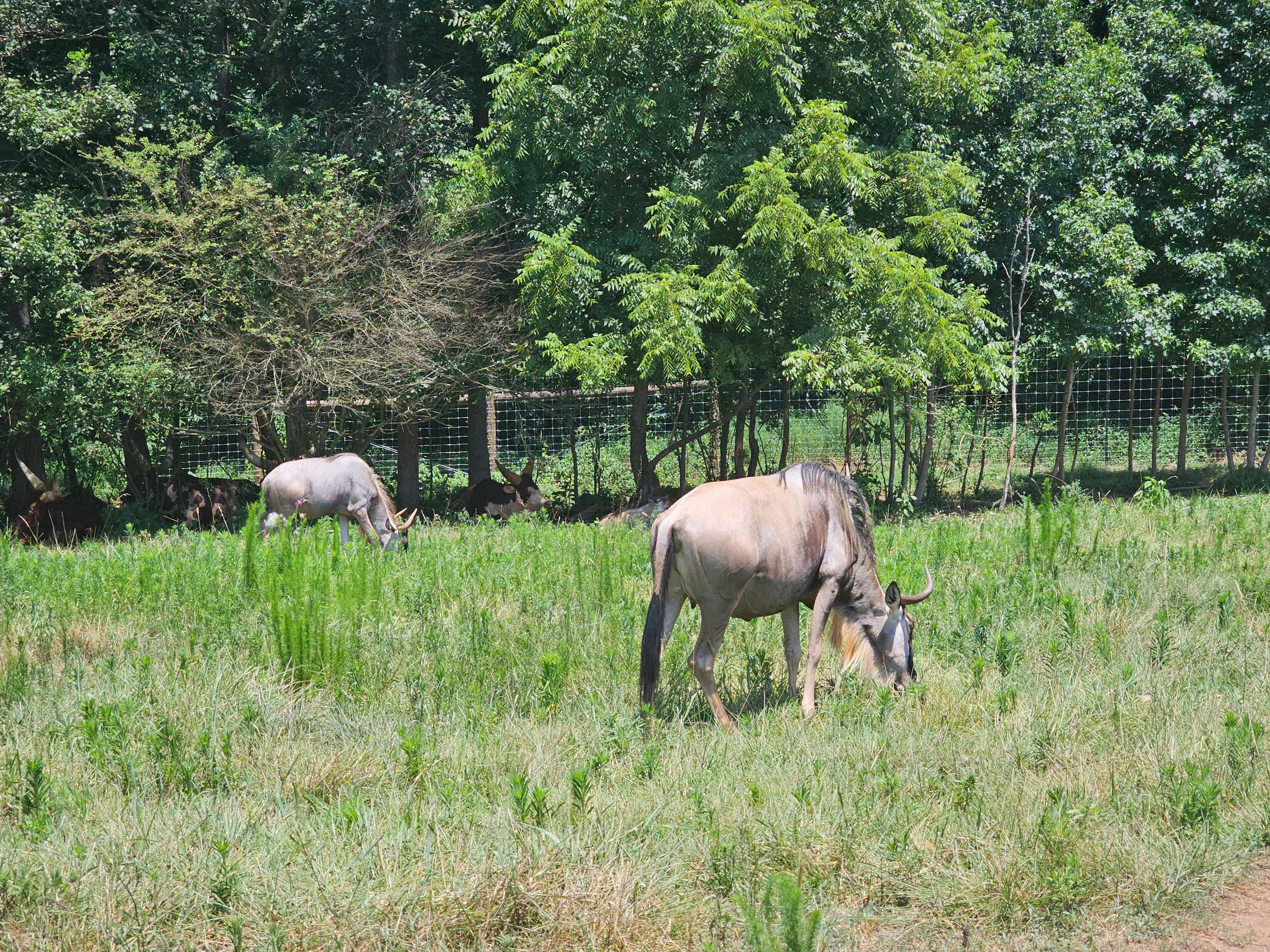 Atlanta Safari Park Blue Wildebeest