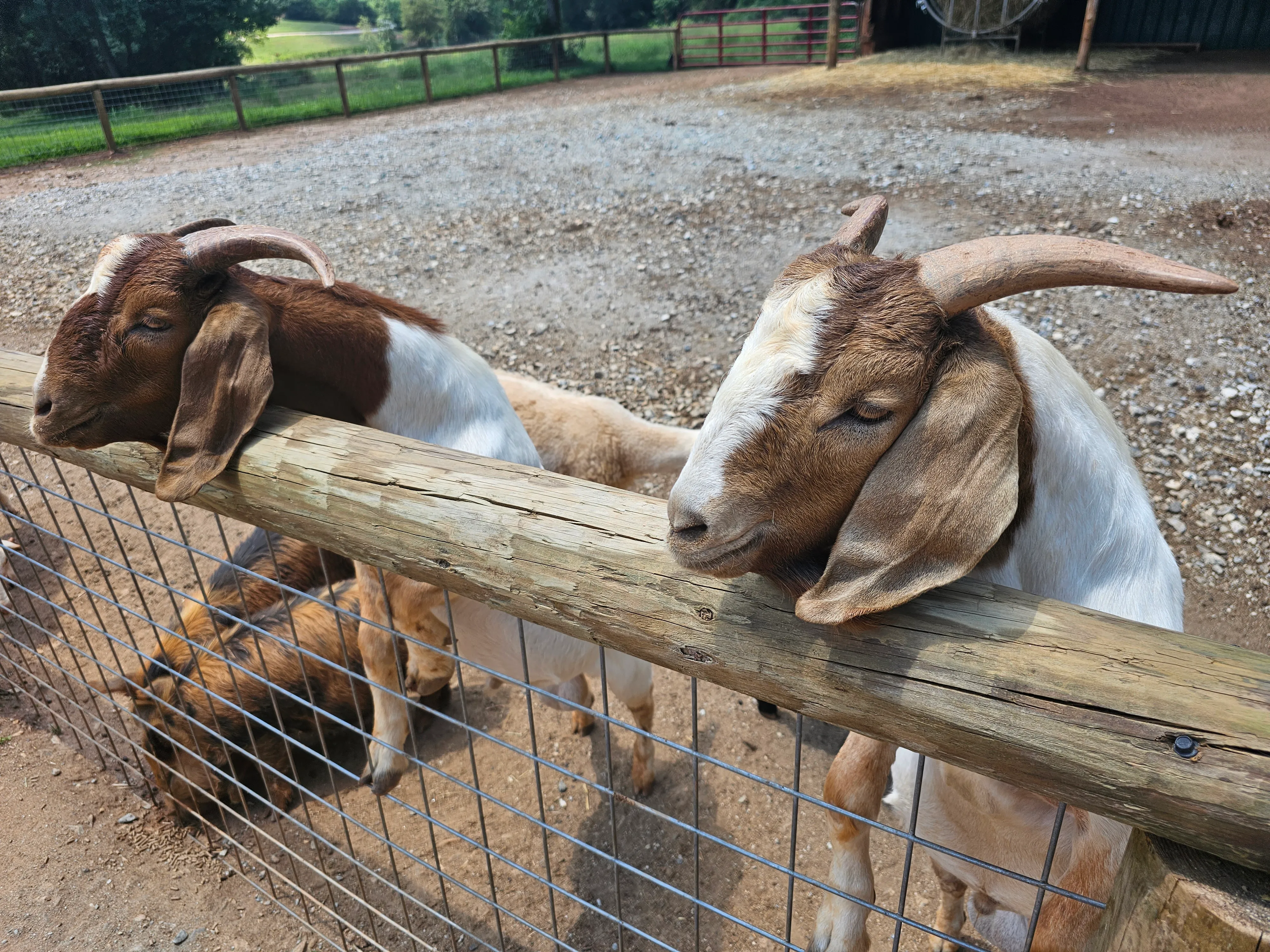 Atlanta Safari Park Boer Goats and Kune Kune Pigs