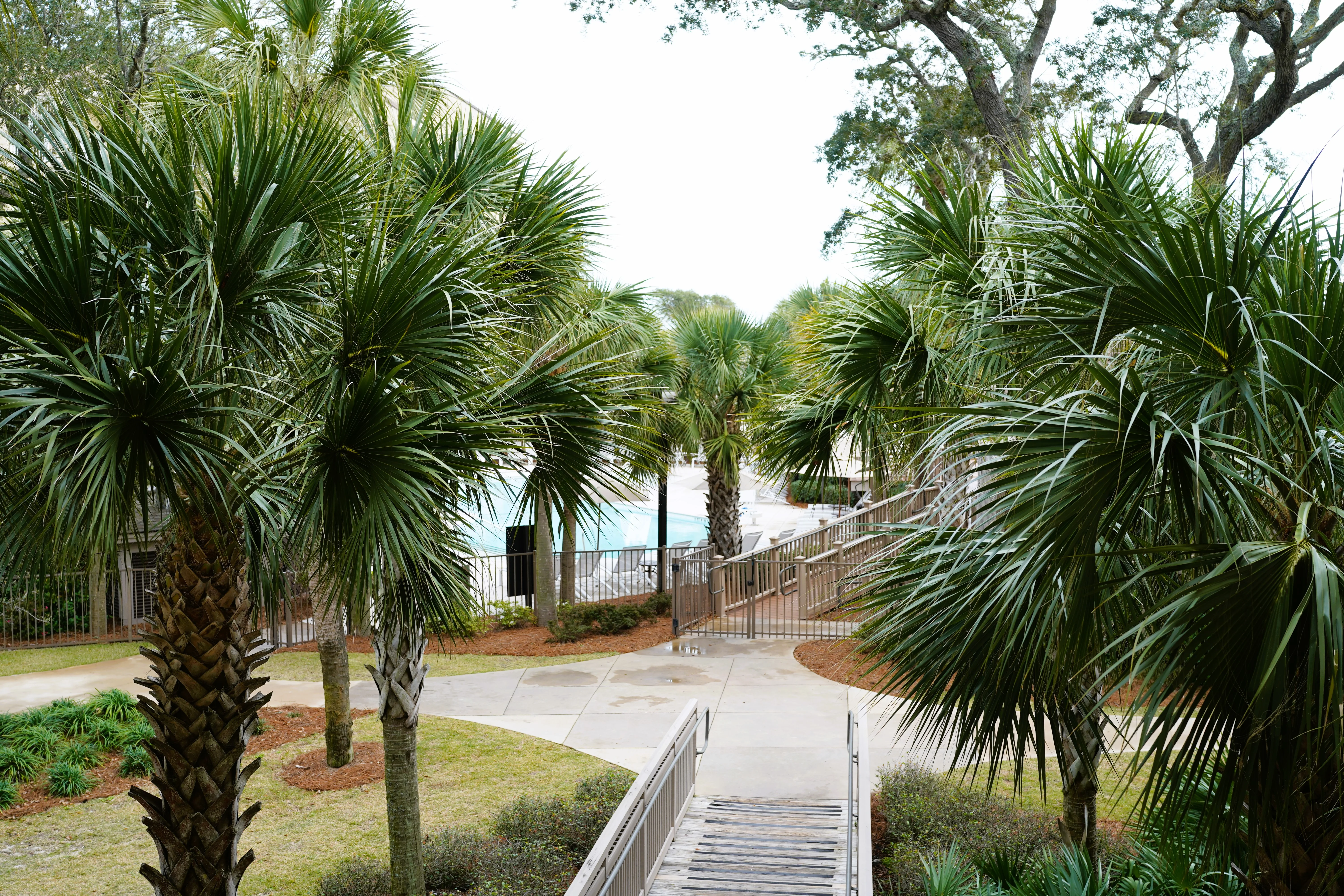Palm Trees at Omni Hilton Head Resort